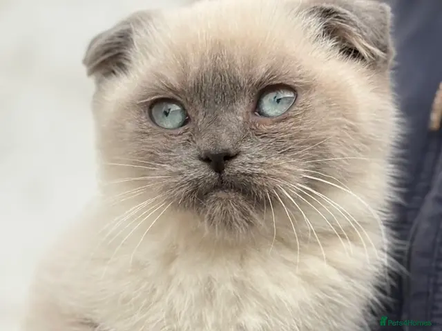 Scottish Fold cats for sale: Scottish fold X BSH - Advert 1