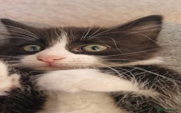 Mixed Breed cats for sale: 9 adorable Disney kitten couples  - Image 36