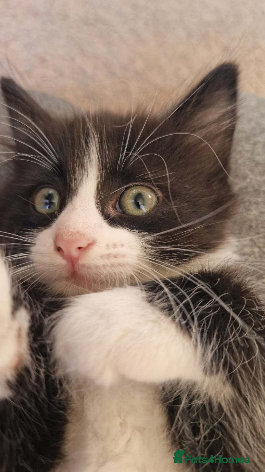 Mixed Breed cats for sale: 9 adorable Disney kitten couples  - Image 36