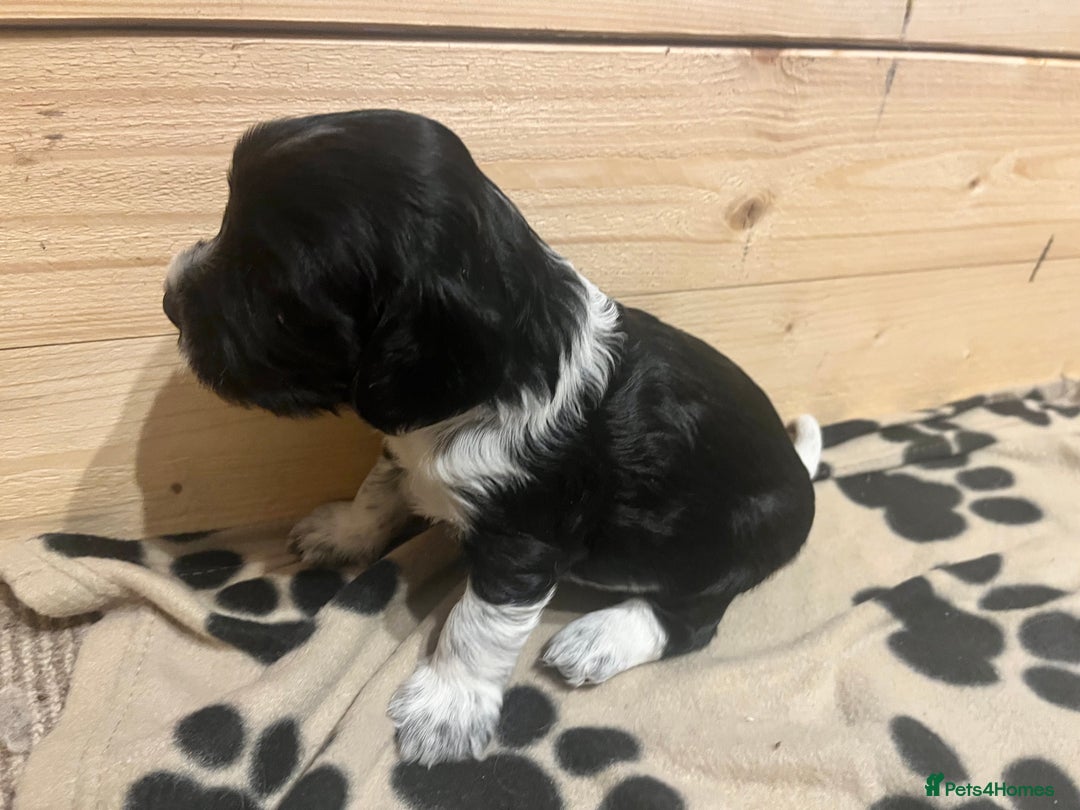 Mixed Breed dogs for sale: Seriously cute Cavapoo puppies - Image 6