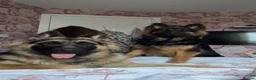 German Shepherd dogs for sale: German shepherd Full breed  - Advert 1