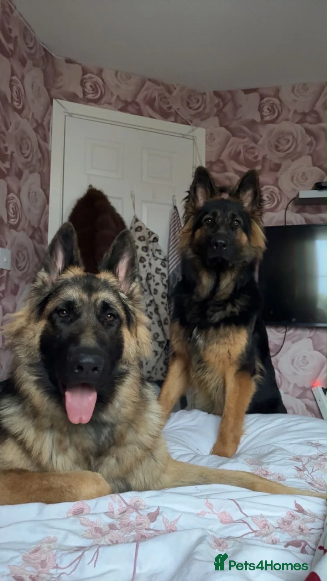 German Shepherd dogs for sale: German shepherd Full breed  - Advert 1