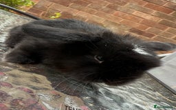 Mini Lop rabbits for sale: Top quality mini lop babies  - Image 2