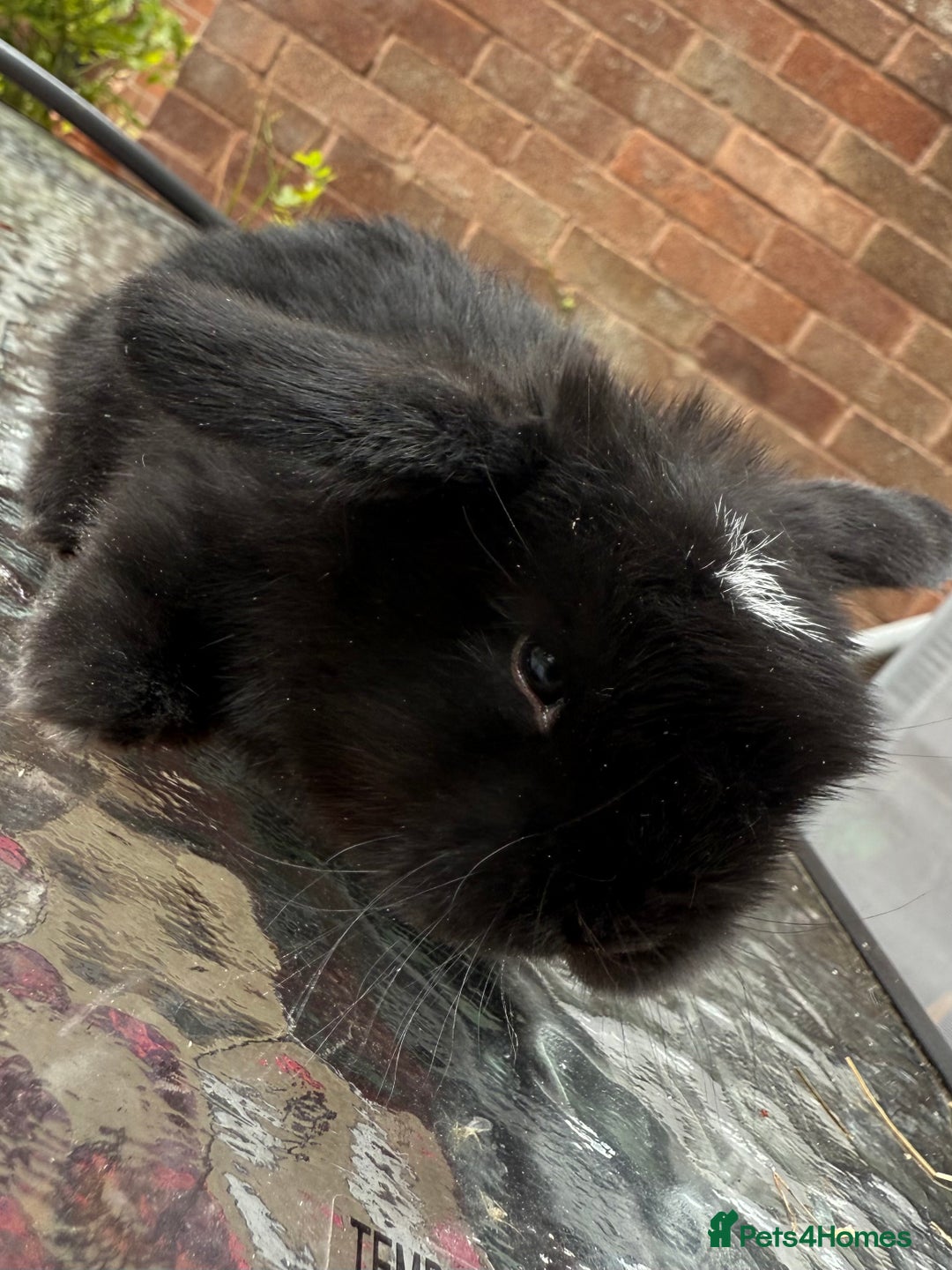 Mini Lop rabbits for sale: Top quality mini lop babies  - Image 2