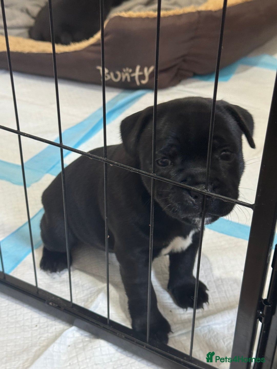 Staffordshire Bull Terrier dogs for sale: Top quality Staffordshire bull terriers  - Image 3