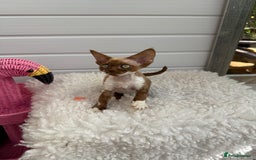 Devon Rex cats for sale: Female Devon Rex cinnamon and white  - Image 2