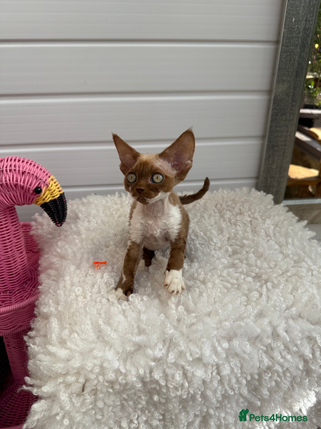 Devon Rex cats for sale: Female Devon Rex cinnamon and white  - Image 2