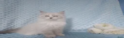 Siberian cats for sale: GCCF Registered Siberian Kitten For Sale  - Advert 17