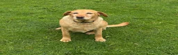 Labrador Retriever dogs for sale: Labrador KC Registered Health Tested Female - Advert 3