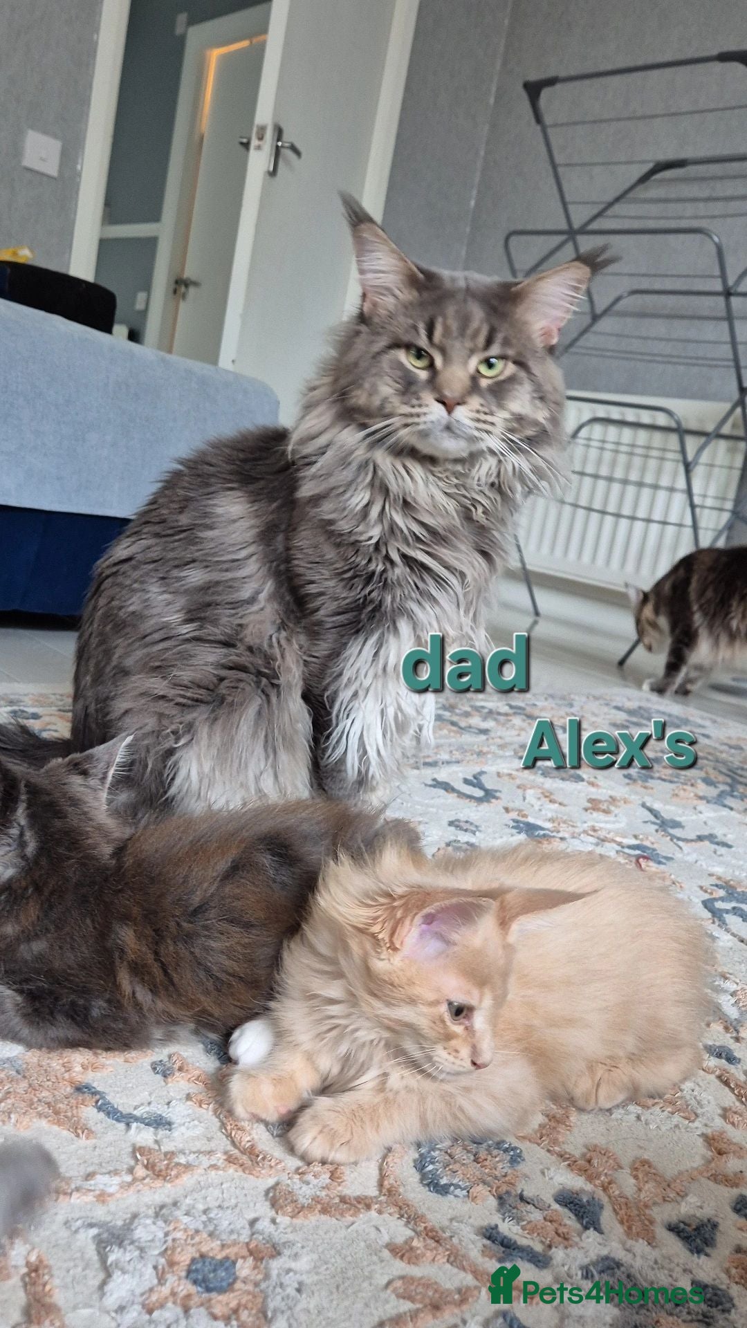 Maine Coon cats Maine Coon kittens Glasgow TICA REGISTERED  - Advert 2