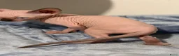 Sphynx cats for sale: Beautiful Male Sphynx Kitten – Ready Now  - Advert 6