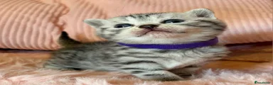 British Shorthair Kitten 4