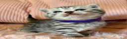 British Shorthair cats for sale: Beautiful bsh kittens  - Advert 20