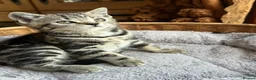 British Shorthair cats for sale: British Shorthair Silver Tabby & Chocolate Tabby - Advert 14