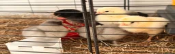 Mixed Breed birds for sale: 🐣 [Show-Quality & Healthy Chicks for Sale] - Advert 3