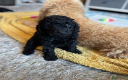 Cockapoo dogs for sale: Gorgeous F1B cockapoo  - Advert 15