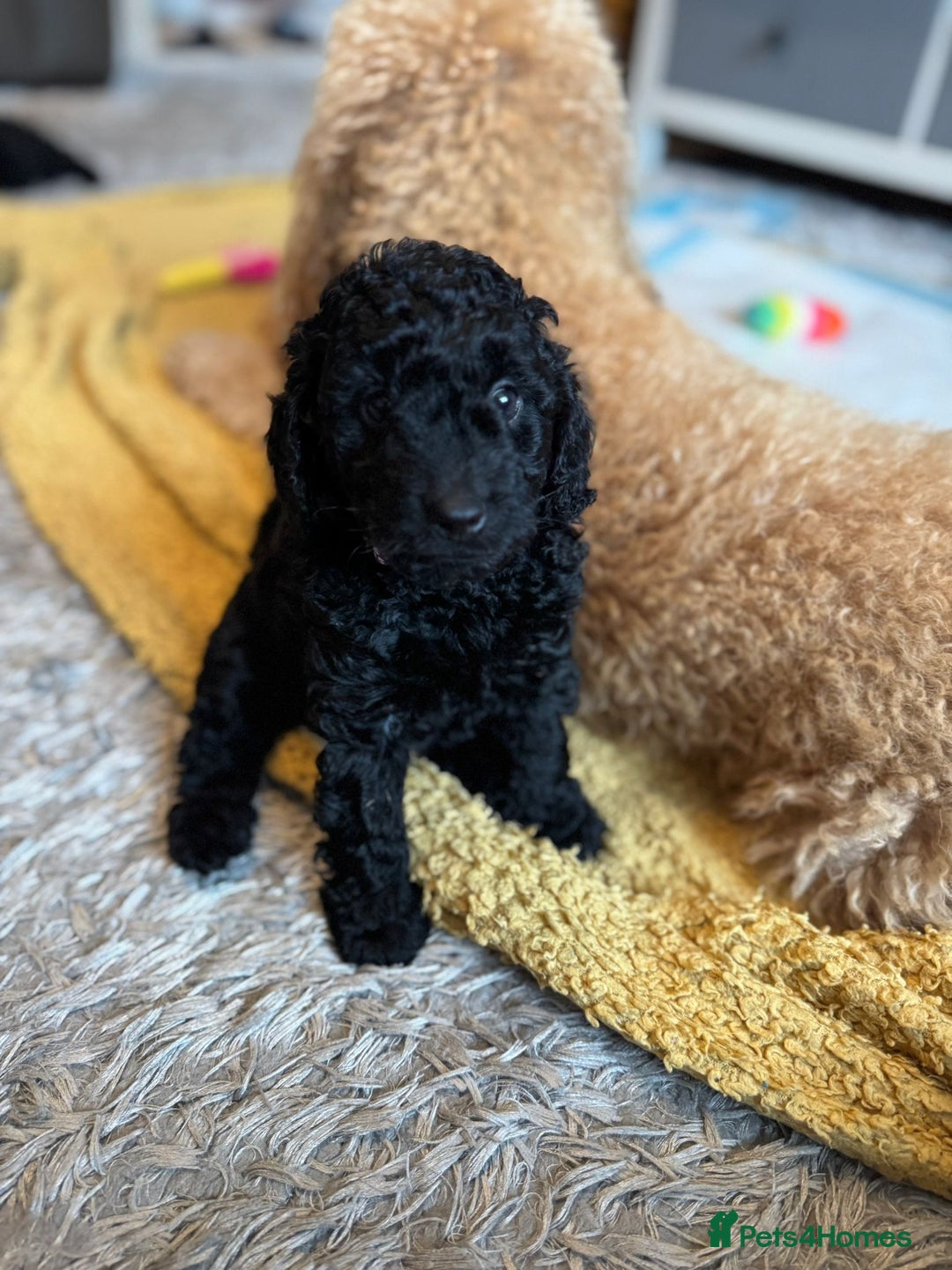 Cockapoo dogs for sale: Gorgeous F1B cockapoo  - Advert 15