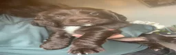 Sprocker dogs for sale: Sprocker spaniel puppies (springer x cocker ) in Brierley Hill - Advert 12
