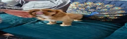 Cavalier King Charles Spaniel dogs for sale: KC reg health tested Cavalier King Charles puppies - Advert 3