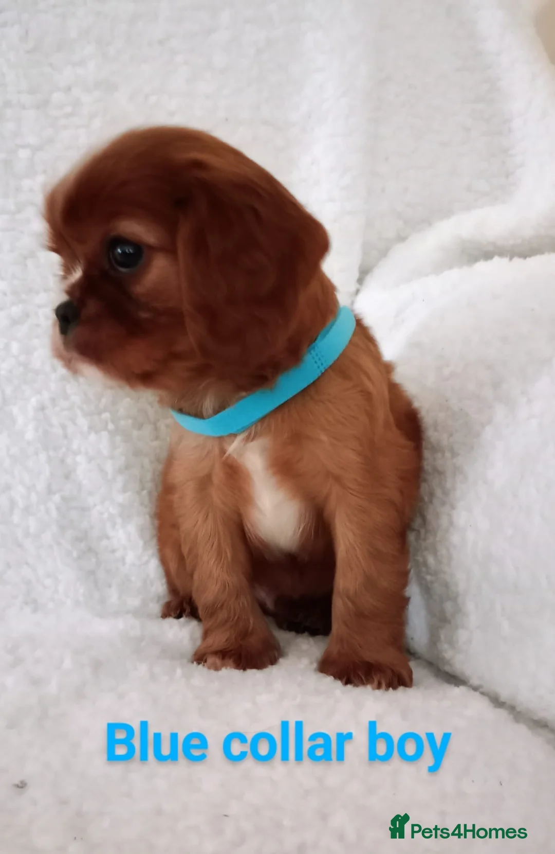 Cavalier King Charles Spaniel dogs for stud: Merlesque 5⭐️ cavalier stud DNA/Heart/Eye tests in Birmingham - Advert 14