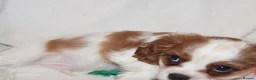 Cavalier King Charles Spaniel dogs for sale: Beautiful Cavalier King Charles Spaniel Puppies in Liverpool - Advert 14