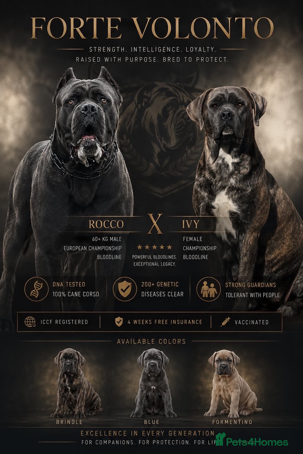 Cane Corso dogs Soon ready to leave 🥰 - Advert 1