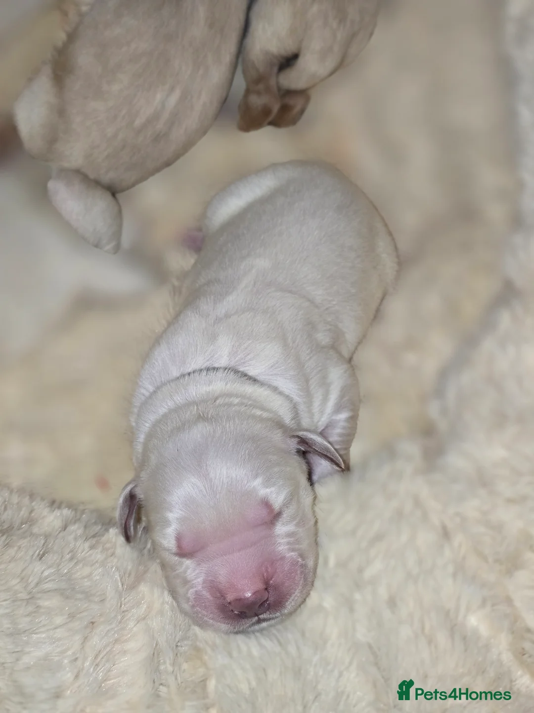 Golden Retriever dogs for sale: New arrival KC Reg Golden Retriever puppies - Advert 2