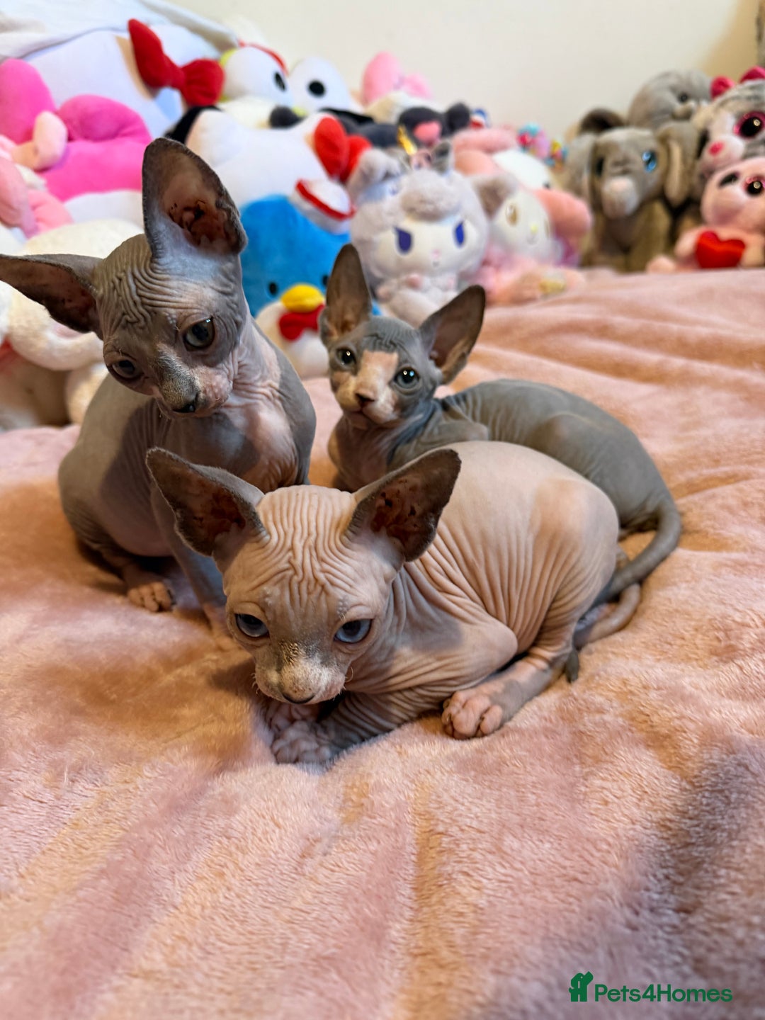 Sphynx cats for sale: Adorable Tica Registered Sphynx Kittens - Blue  - Advert 6