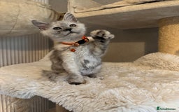 Maine Coon cats for sale: Stunning Maine Coon girls  - Image 5