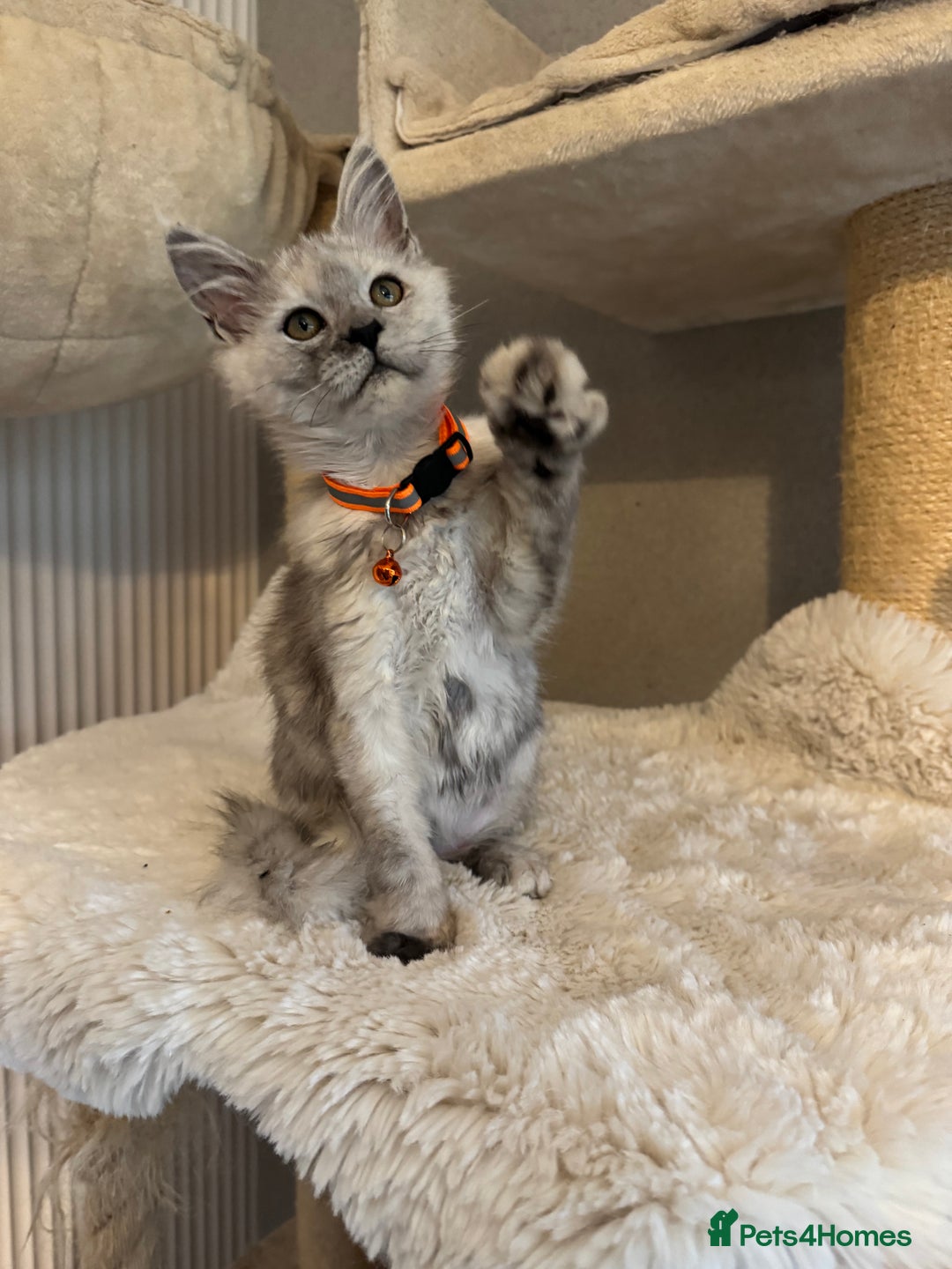 Maine Coon cats for sale: Stunning Maine Coon girls  - Image 5