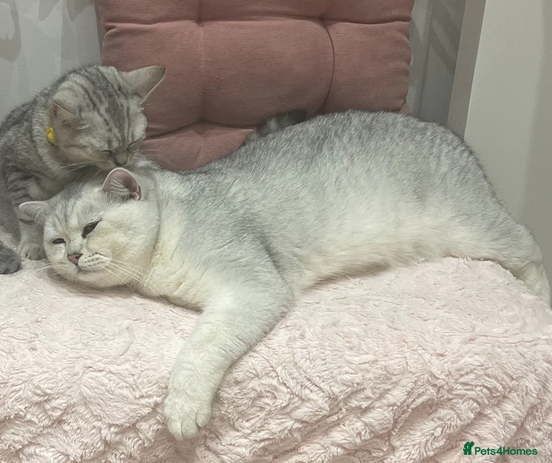 British Shorthair cats for stud: Handsome GCCF Non-Active BSH Stud in London - Advert 12