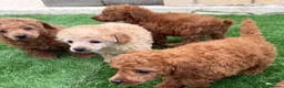 Toy Poodle dogs for sale: Kc red toy poodle puppys - Advert 16