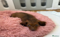 Miniature Dachshund dogs for sale: ⭐️ Miniature Long Haired Dachshund Pups ⭐  - Image 30