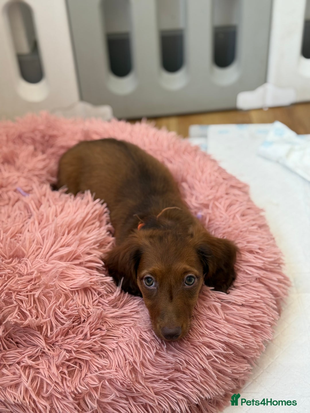 Miniature Dachshund dogs for sale: ⭐️ Miniature Long Haired Dachshund Pups ⭐  - Image 30