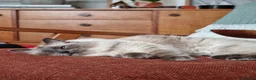 Ragdoll cats for sale: Male Pure Ragdoll - Advert 6