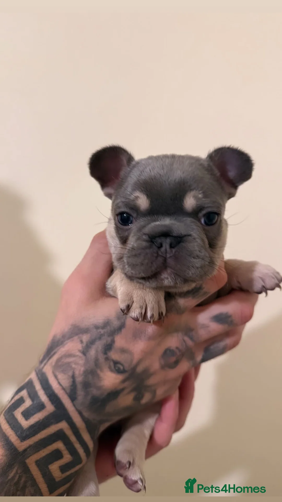 French Bulldog dogs for sale: Stunning Frenchie Trio  - Advert 1
