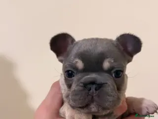 French Bulldog dogs Stunning Frenchie Trio - Advert 8