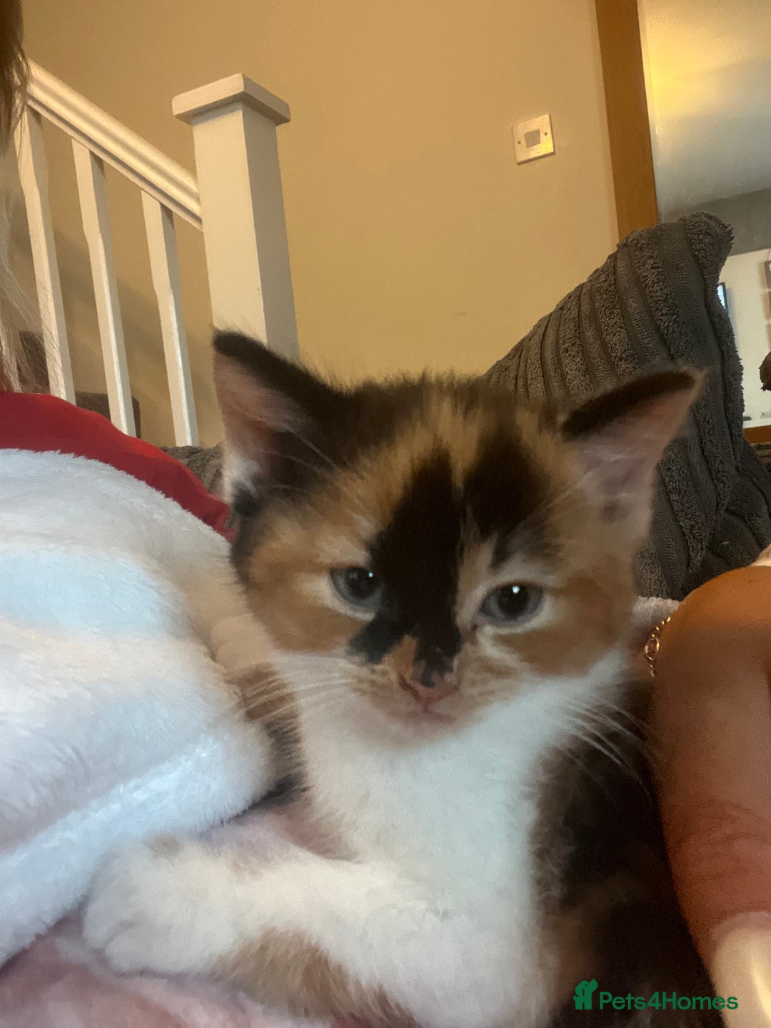 Domestic Shorthair cats for sale: Two kittens 5 months  - Image 4