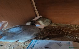English Lop rabbits for sale: Beautiful lop babies  - Image 6
