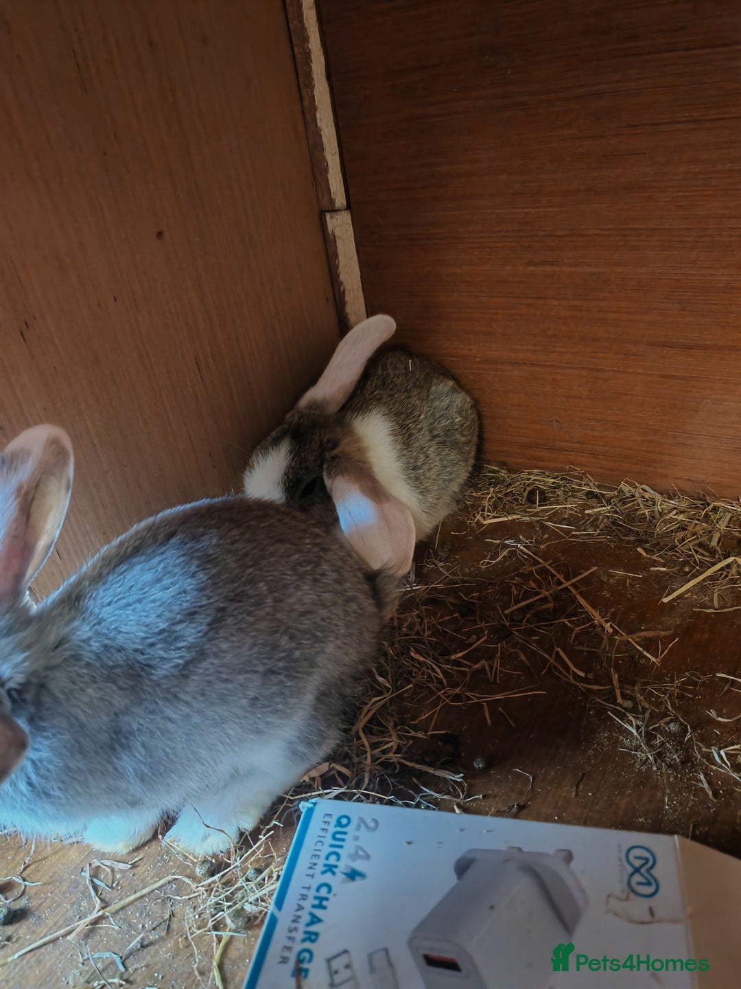 English Lop rabbits for sale: Beautiful lop babies  - Image 6