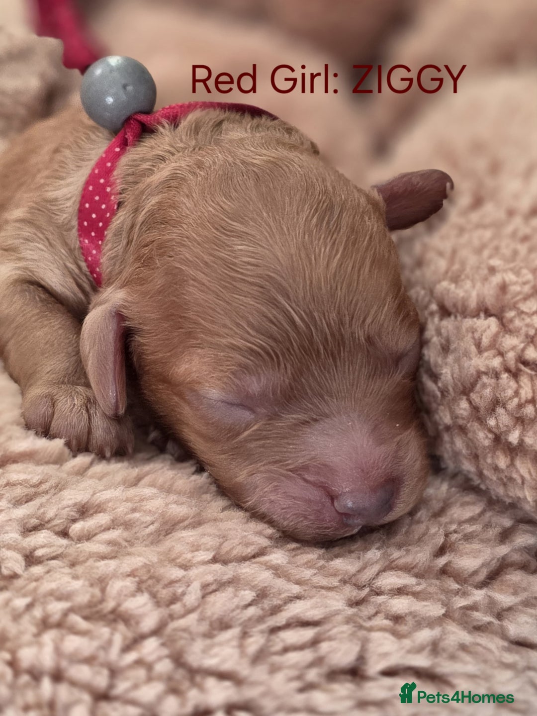 Cavapoo dogs for sale: Cavapoo's - Advert 9