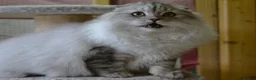 Scottish Fold cats for sale: Scottish fold kittens ❤️ - Advert 17