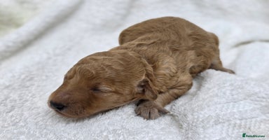 Miniature Poodle dogs - Advert 9