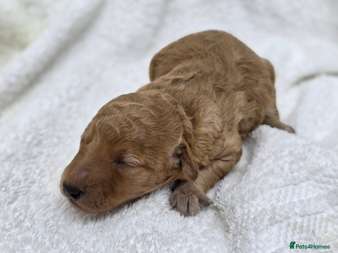 Miniature Poodle dogs for sale: 🐶✨ Stunning Mini Poodle Puppies ✨🐶 - Image 2