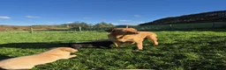 Labrador Retriever dogs for sale: Stunning Labrador Retriever Puppies Available - Advert 12