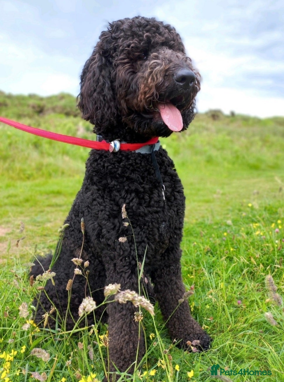 Labradoodle dogs F1B Standard Labradoodle  - Advert 1