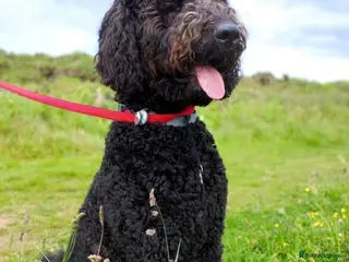 Labradoodle dogs F1B Standard Labradoodle - Advert 1