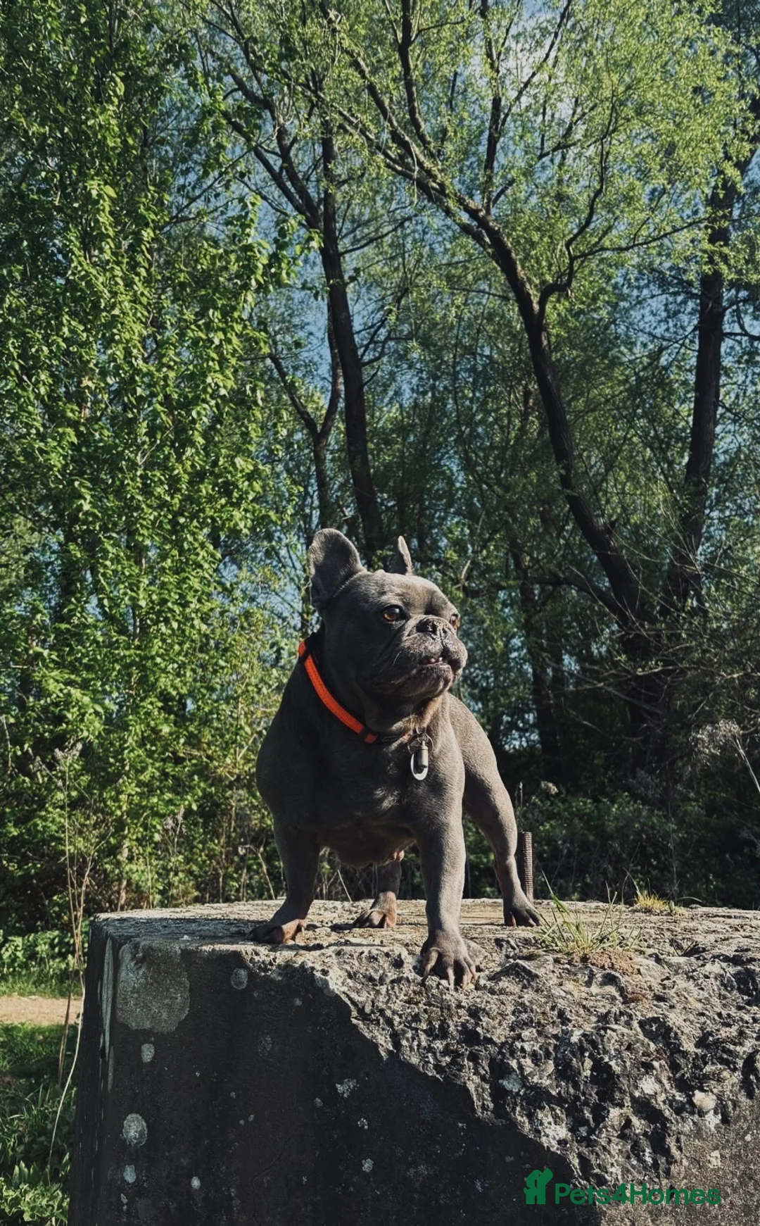 French Bulldog dogs for sale: Winnie requires her forever home (immigration) - Advert 5