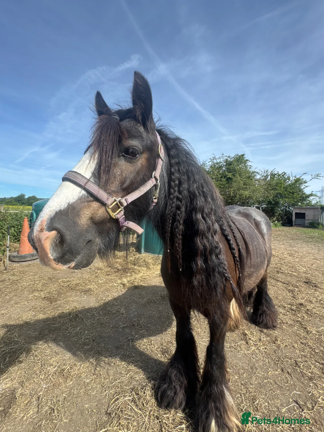 Irish Cob horses for sale: Beautiful cob mare  - Advert 4