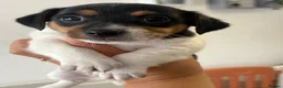 Jack Russell dogs for sale: Miniature Jack Russell puppies - blue carriers - Advert 12